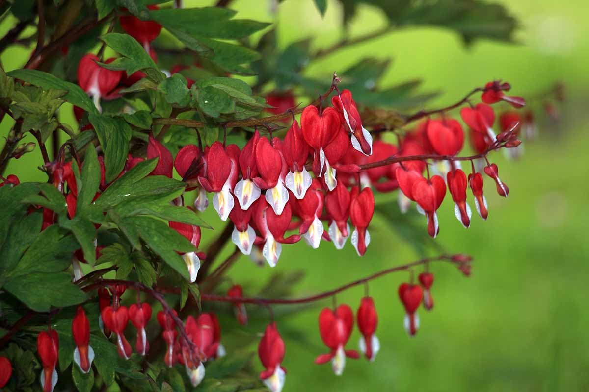 Fuchsia plant live Pack of 1 live flower plant (B0D4ZCJWPK) Amazon Price History, Amazon Price Tracker