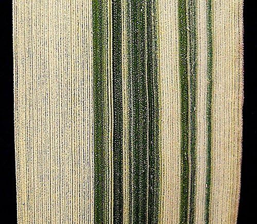 Miniatura 8 de 1000 Caña de hierba de cinta abigarrada Canario Phalaris Arundinacea Semillas de flores rosas