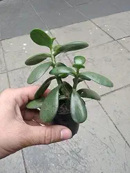 Suculenta Planta Jade : Atrai Sorte, Prosperidade E Dinheiro