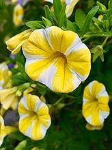 Morning Glory Flower seeds | Outdoor/Indoor Fragrant Flowering Seeds for Home Gardening | Natural and Real Planting Seeds | Beautiful Bloom Germination Seeds (Yellow, 20 Seeds)