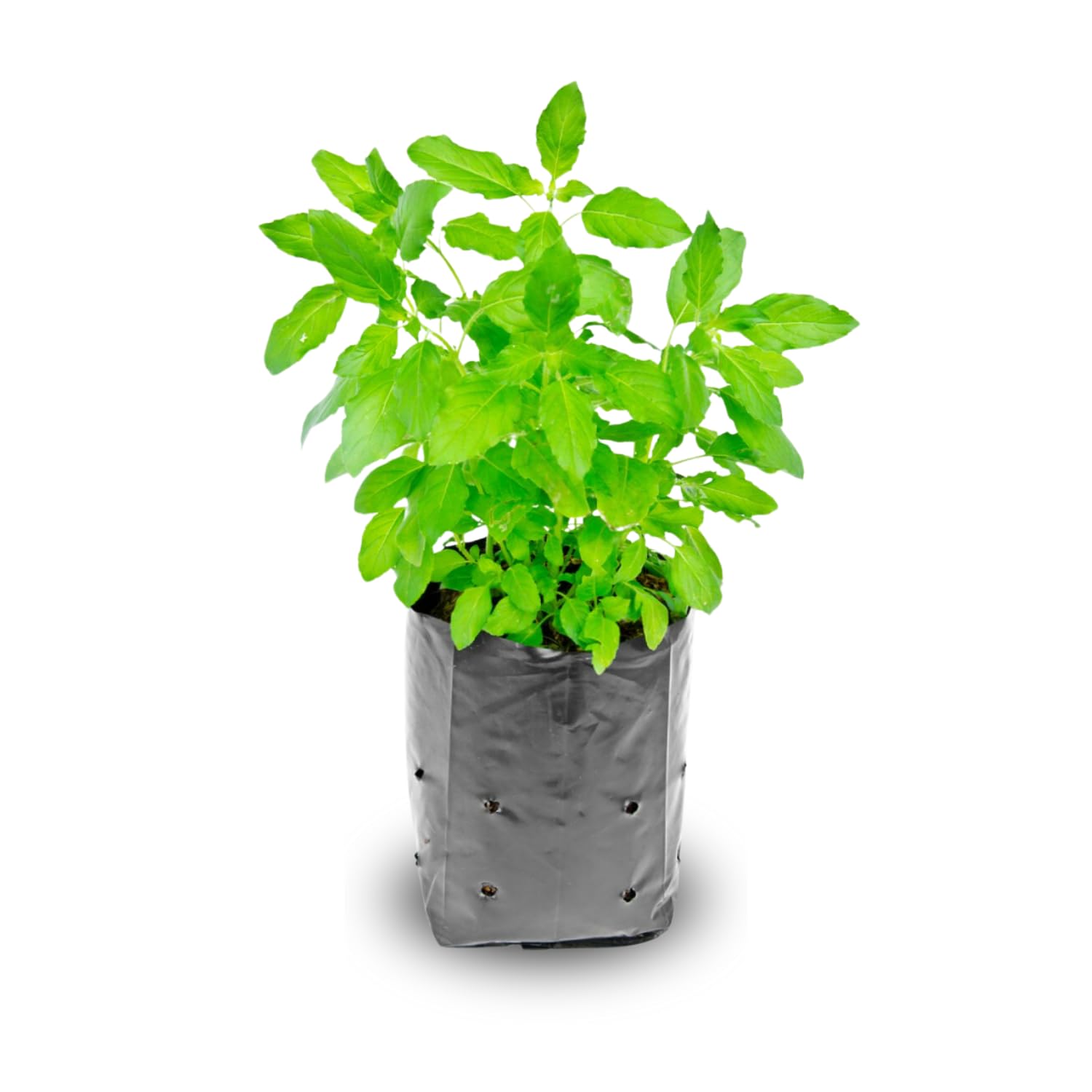 3 Holy Basil Plant Live, Tulsi Plants Live from 3 to 5 Inc Tall, Herb Plant