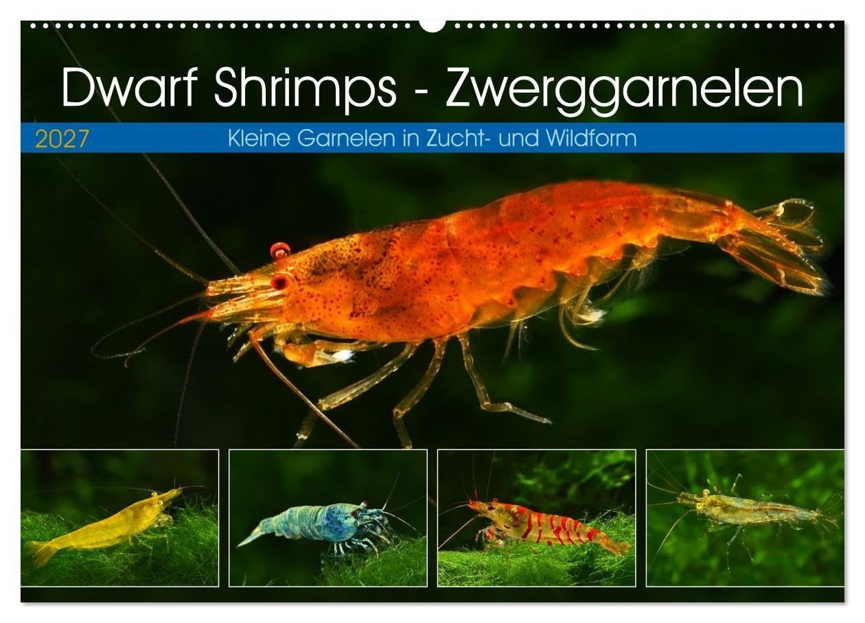 Dwarf Shrimps - Zwerggarnelen (Wandkalender 2027 DIN A2 quer), CALVENDO Monatskalender: Kleine Garnelen in Zucht- und Wildform (CALVENDO Tiere)