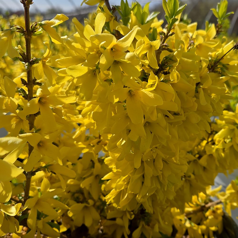 Forsythia Show Off Starlet
