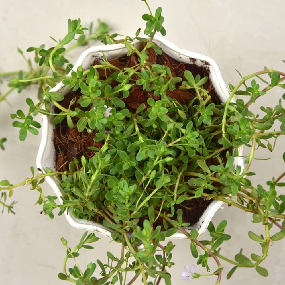 See full amazon price history chart for Seedtrees Brahmi Herb Live Plants Seedtrees Brahmi Herb Live Plants (B0CFBG5MMW) Amazon Price History, Amazon Price Tracker