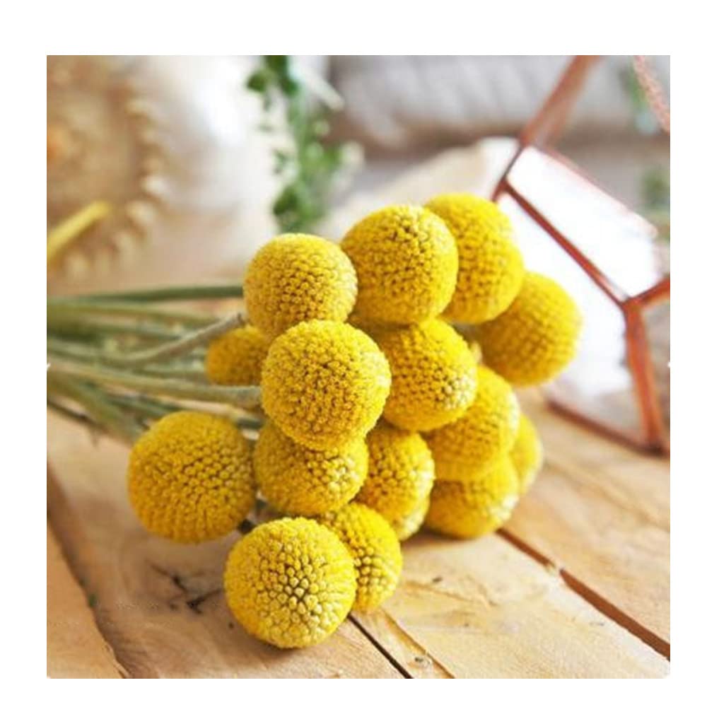 Super Idee Getrocknete Craspedia Kugeln 30 Stück Getrocknetes Blumengesteck Craspediabouquet runde Blumen Blumenbesteck Trockenblumenstrauß