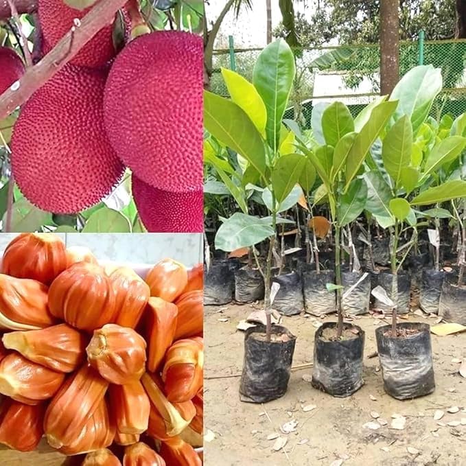 Image of G- All-Time 12 Months Hybrid (GRAFTED) Live Fruit Plant Original & Authentic Organic Tree for Outdoor Fast-Growing Fruit Plant Home Gardens Sweet Healthy Plant Pack Of-1 (Red Jackfruit Plant, Medium)