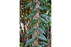 Live Vanilla Bean Orchid Plant: A Fragrant Culinary Delicacy