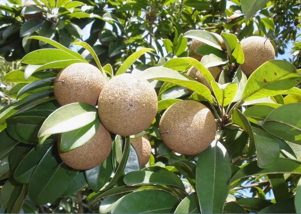 The Gifti ® Live Grafted Sweet Seedless Fruit Plant Sapota Chikoo Manilkara Zapota Fragnant Hybrid Plants Garden Plant for Home Garden (B0BS72QX9K) Amazon Price History, Amazon Price Tracker