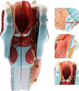Human laryngeal Model， Larynx Structure Anatomical Model Human Organon Model with Digital Sign， for Scientific Study displayuseful SaiFei