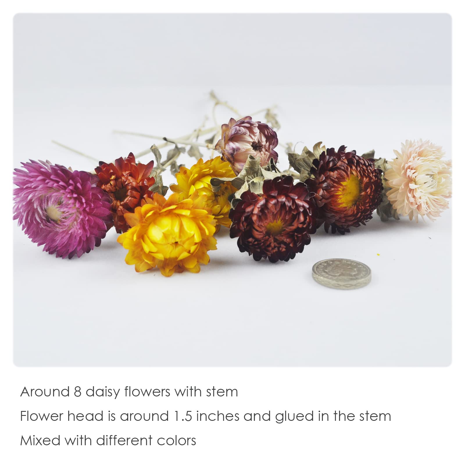 L'BREVOGA Bouquets de fleurs séchées, 100 % fleurs naturelles pour décoration de vase, fête à la maison (marguerite)