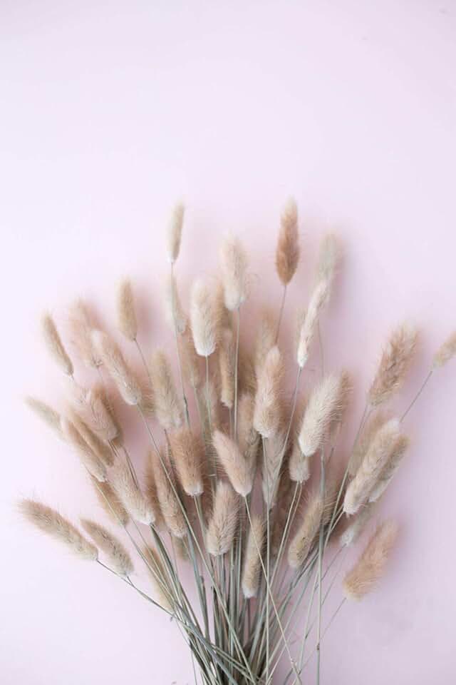 Amazon.co.uk bunny tails