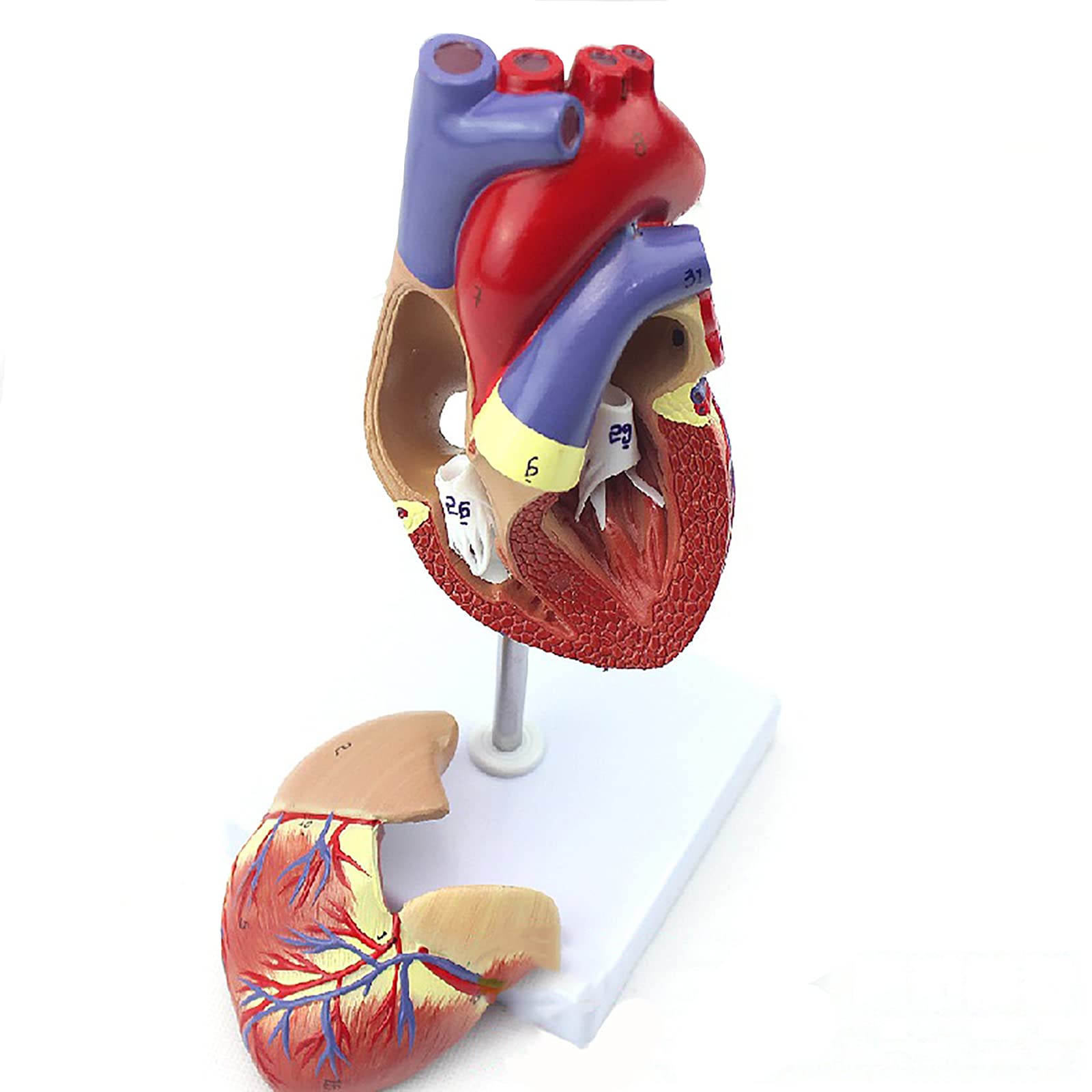 Human Heart Model 1:1 Life Sized, 2-Part Life Size Anatomically Accurate Numbered Heart Medical Model for Students, Used In Doctor's Office Education Tool Anatomy