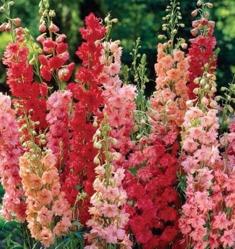 Nuevo Fresh 50 semi misti di fiori Delphinium