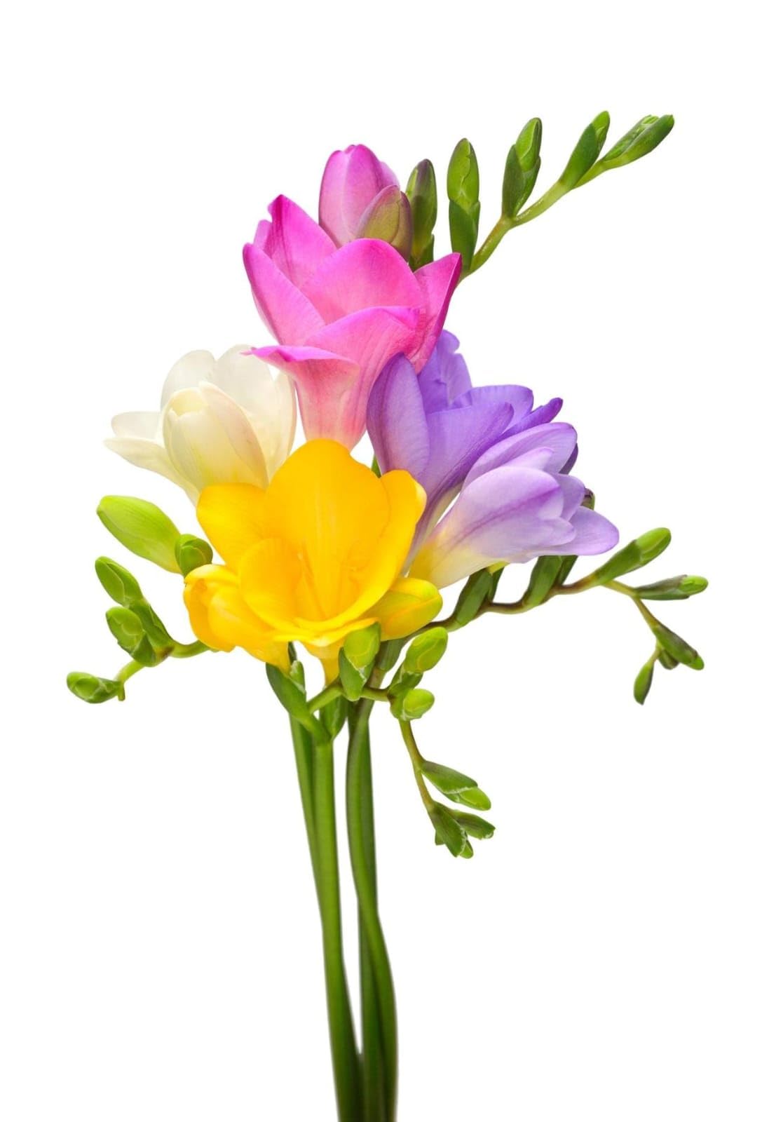 PIKU Freesia Double Mix & Single Color Flower Bulbs for Planting | Bountiful Bouquet Collection Spring Blooming Fragrant Flowers | Easy to Grow Garden & Pot Plant Bulbs (Mixed Color Set of 10)