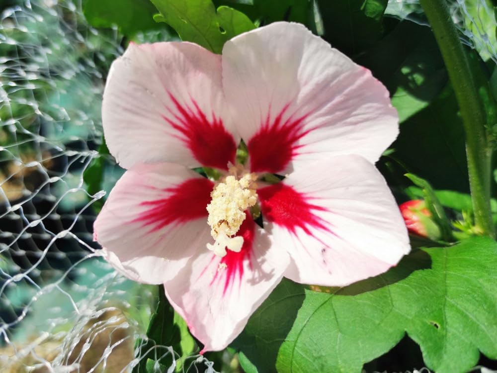 Pianta di Ibisco di Montagna Hibiscus Syriacus Hamabo Vaso 18 cm Fiori Rosa Chiaro con Centro Porpora Ideale per Esterni