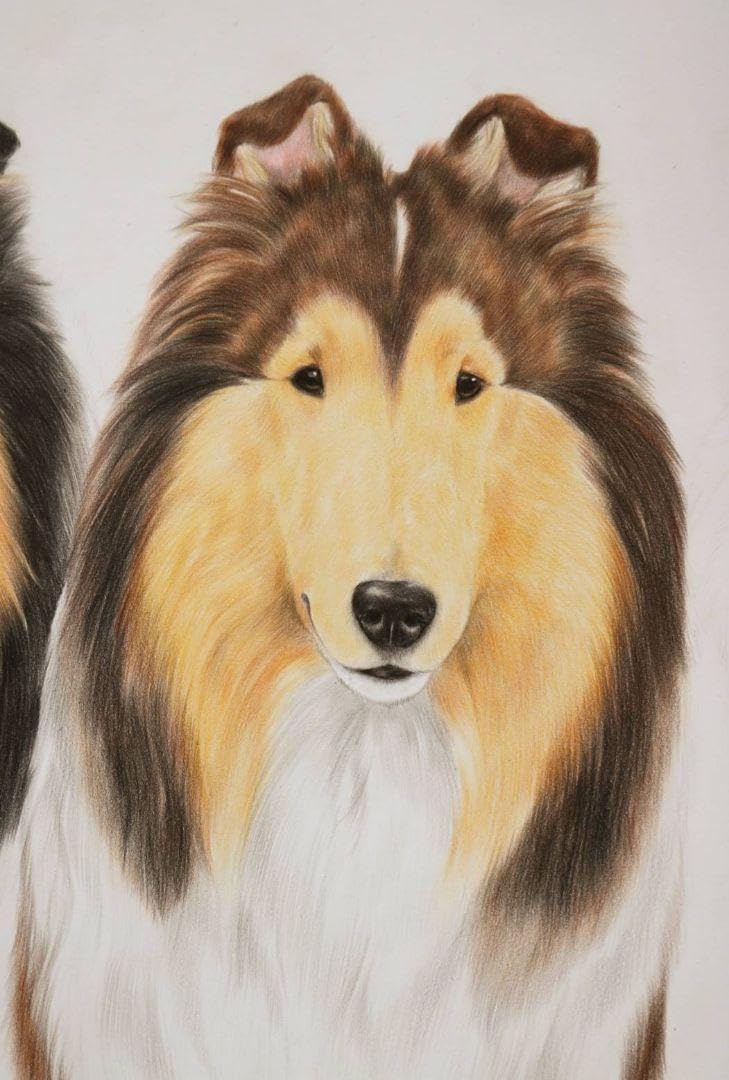 Amazon.co.jp: 犬の絵 ラフコリー 色鉛筆画 原画 : 文房具・オフィス用品