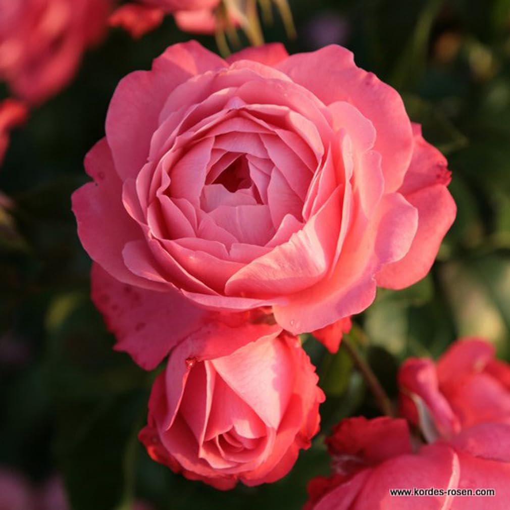 Rosa 'Rosanna' Rosier grimpant Kordes pot 25-30 cm parfumé