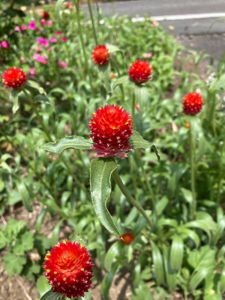 レア、切花品種　紅☆☆　小苗 Amazon.co.jp: 千日紅 赤 抜き苗 10本 : DIY・工具・ガーデン