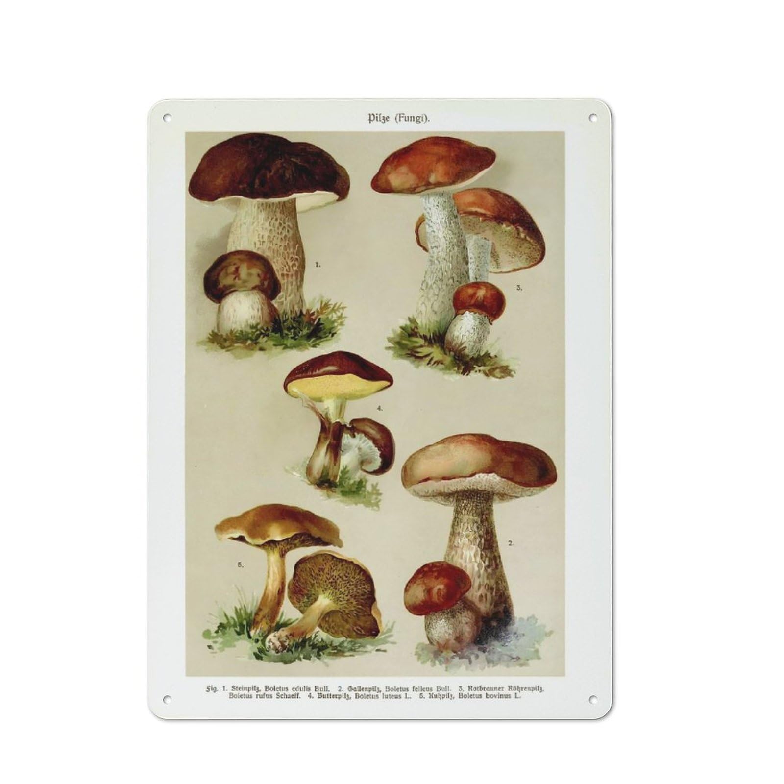Tin Wall Sign with Classic Mushroom Fungi Design 40x30cm, Cosy Cafe Wall Decor for Kitchen, Cafe, Pantry Or Dining Room