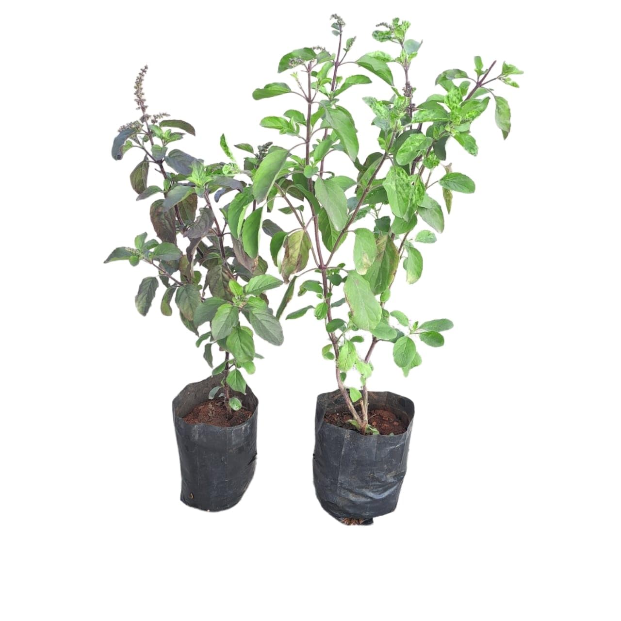 Big Planter Combo Pack of 12 Live Tulsi Plants - Ram and Shyama Varieties for Spiritual Garden Bliss (B0CXQXMBW4) Amazon Price History, Amazon Price Tracker