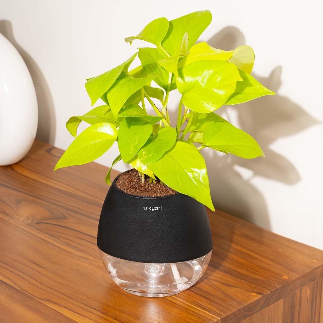 Lucky Jade & Golden Money Plants - Self Watering Pots -9