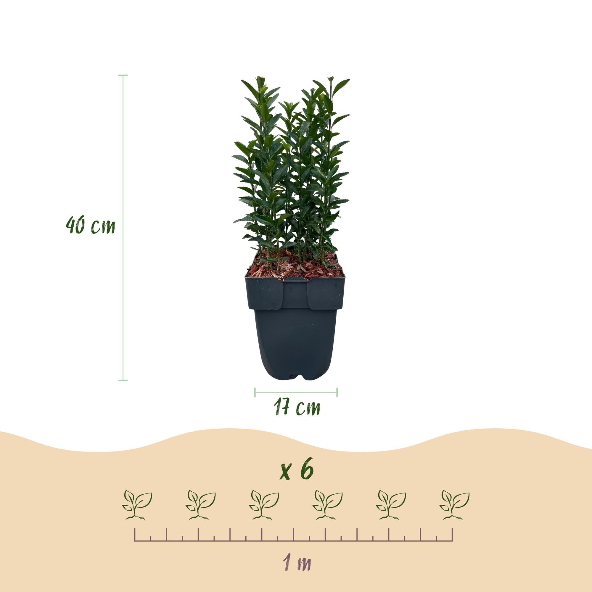 Japoński krzew wrzeciona Euonymus japonicus Green Spire – roślina żywopłotowa – zielony liść, 6 roślin, 1 m, zimozielony, 17 cm, wysokość 40 cm, łatwa w pielęgnacji i odporna na słońce