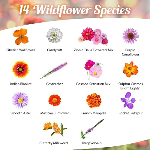 Miniatura 2 de Monarch Butterfly Rescue - Semillas de flores silvestres de 4 onzas, paquete de semillas de flores silvestres de polinización abierta a granel, sin