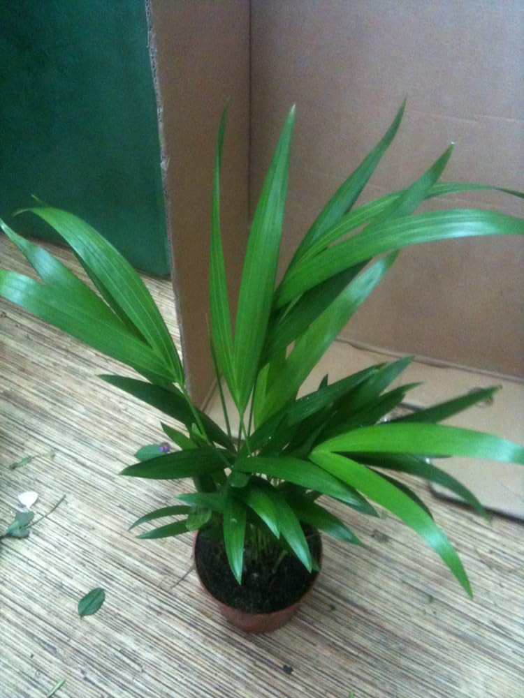 Oxygen Serenade: Areca Palm Plant - Decorate Your Space (Pack of 1 with Pot Inside)