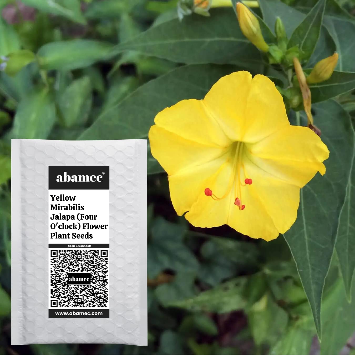 abamec Yellow Mirabilis Jalapa, Four O'clock Flower, Plant Seeds For Sowing & Growing - 25 Handpicked Seeds