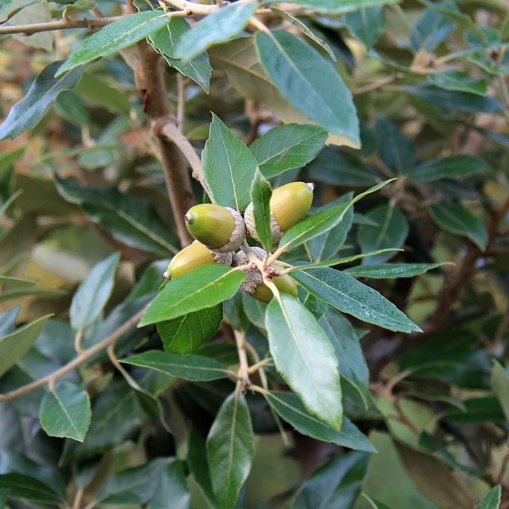 Leccio Elce "Quercus ilex" pianta sempreverde in vaso ø24 cm h 1 metro circa Albero Vero Vivaio di Castelletto