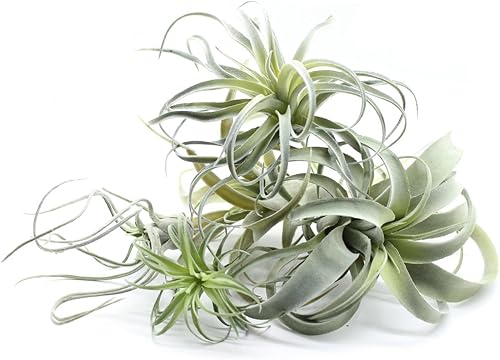 Miniatura 7 de 2 plantas de aire artificiales flocadas de Tillandsia - Bromelias artificiales para interiores y exteriores, jardín y decoración del hogar,