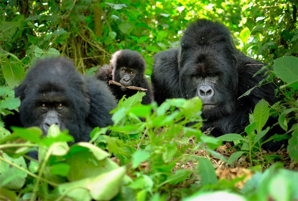 Africa: Discovering Wildlife Parks