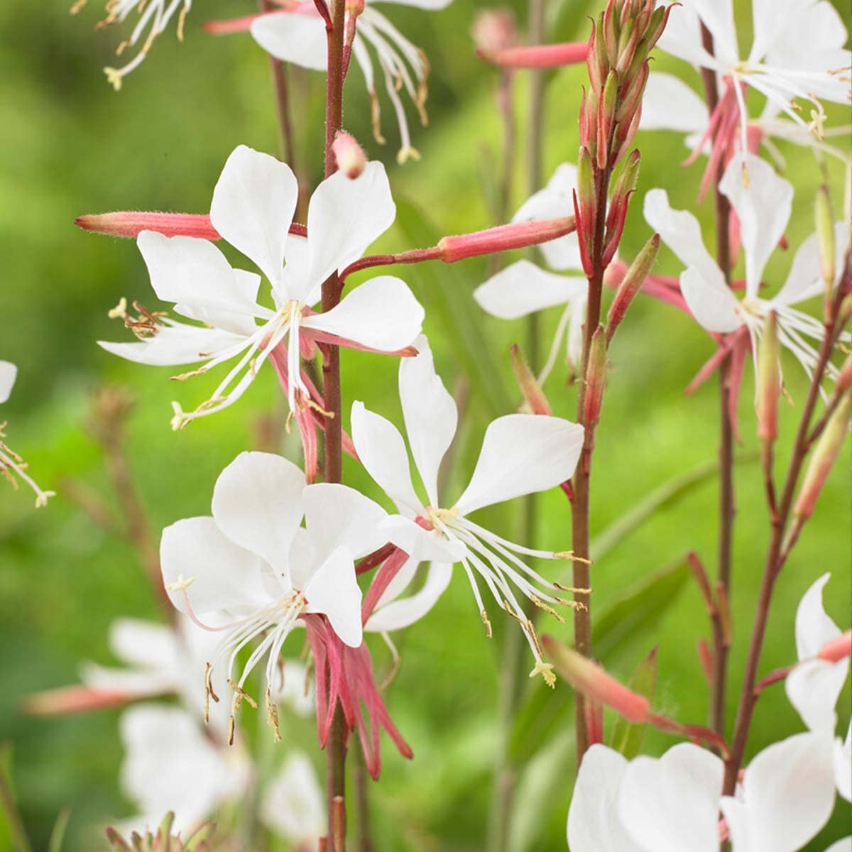 Bloomique - Lot de 6 - Gaura Lindheimeri - Gaura - Plantes de jardin - Rustique - Sans danger pour les animaux - Hauteur 10-20 cm - Pot 9x9 cm