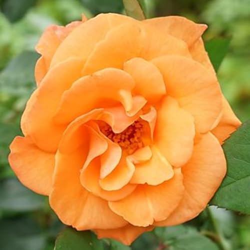 Miniatura 2 de Planta viva de rosas para plantar, rosa lista para plantar, 5-8 pulgadas de alto, rosas fragantes (naranja)