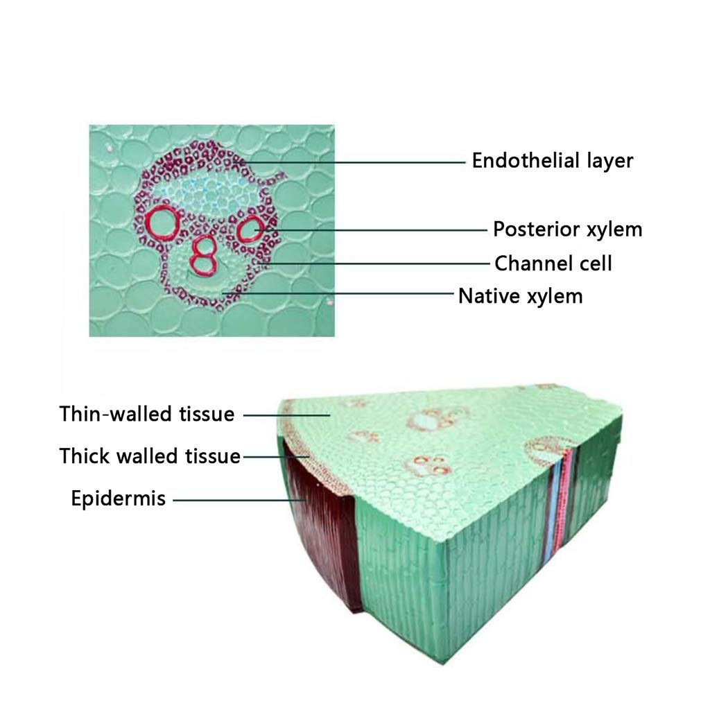 Modello di Anatomia vegetale Modello di Stelo monocotiledone Modello educativo Modello di Stelo monocotiledone per Strumento didattico Biologico, Attrezzatura da Laboratorio