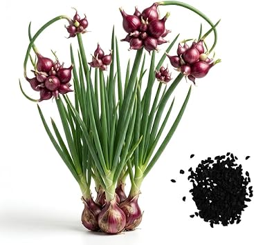 25 Egyptian Walking Onions Seeds for Planting, Not Bulbils