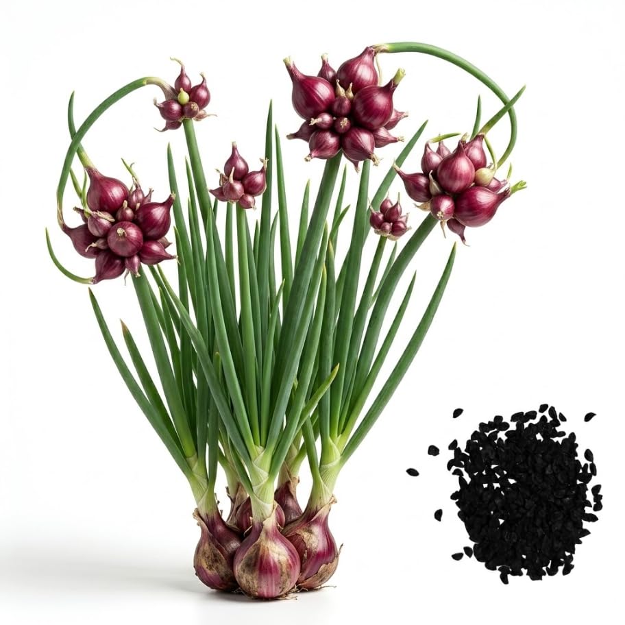 25 Egyptian Walking Onions Seeds for Planting Not Bulbils