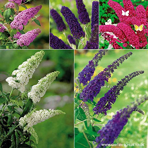 Schmetterlingsflieder Set 5 Pflanzen - Sommerflieder (Buddleja) in weiß,...