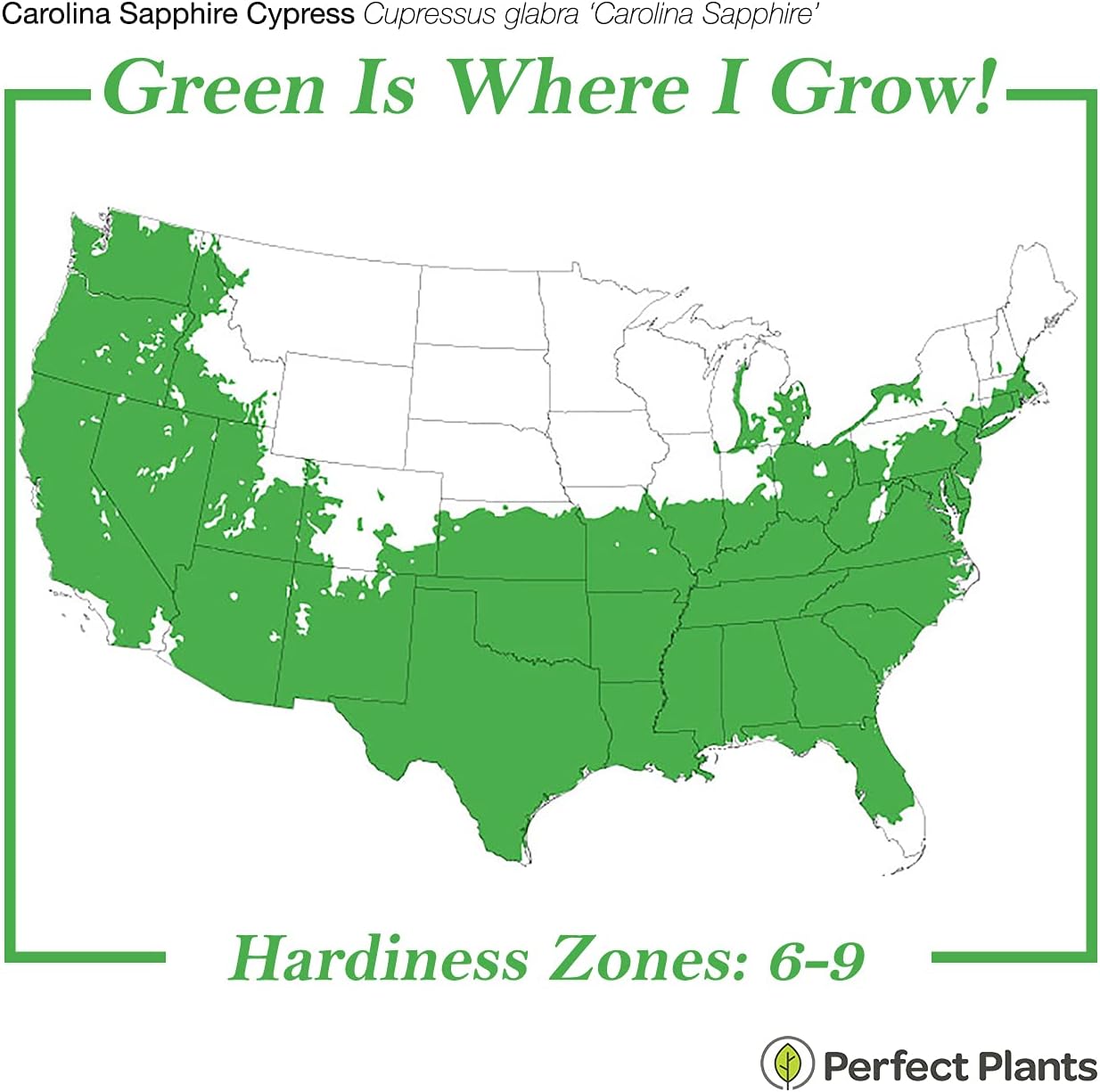 Perfect Plants Carolina Sapphire Cypress 3 Gal. | Privacy Tree, Silvery Blue Green Needle-Like Foliage| Evergreen Wind Barrier
