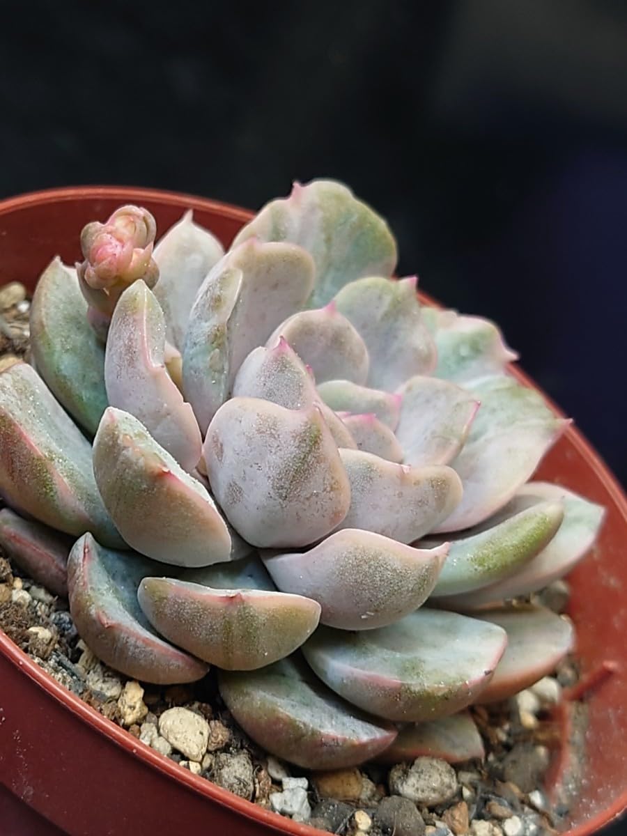 【サービス品@1980〜】ピンクファンキー錦 多肉植物 ピンクファンキー錦 韓国苗 多肉植物 pariʚ