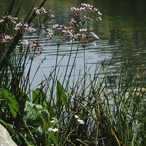 Blumixx Stauden Butomus umbellatus - Blumenbinse, im 0,5 Liter Topf,...