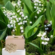 10 Lily of the Valley Bulbs, Sweet-Scented Spring Flowers, White Lilies Flower Bulbs for Planting