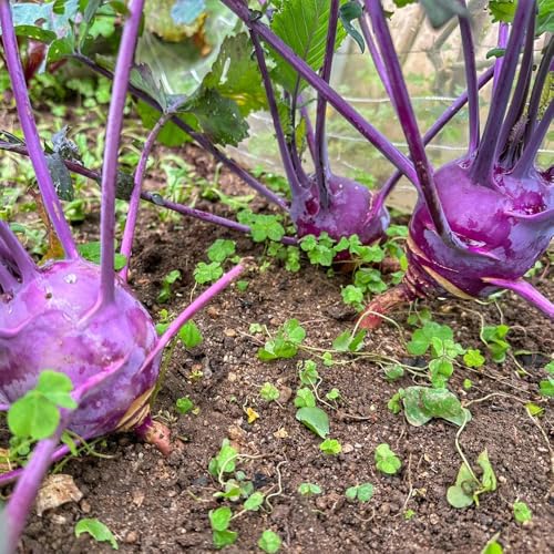 Comprar semillas de colinabo de colinabo de balcón de invernadero de jardín 130pcs