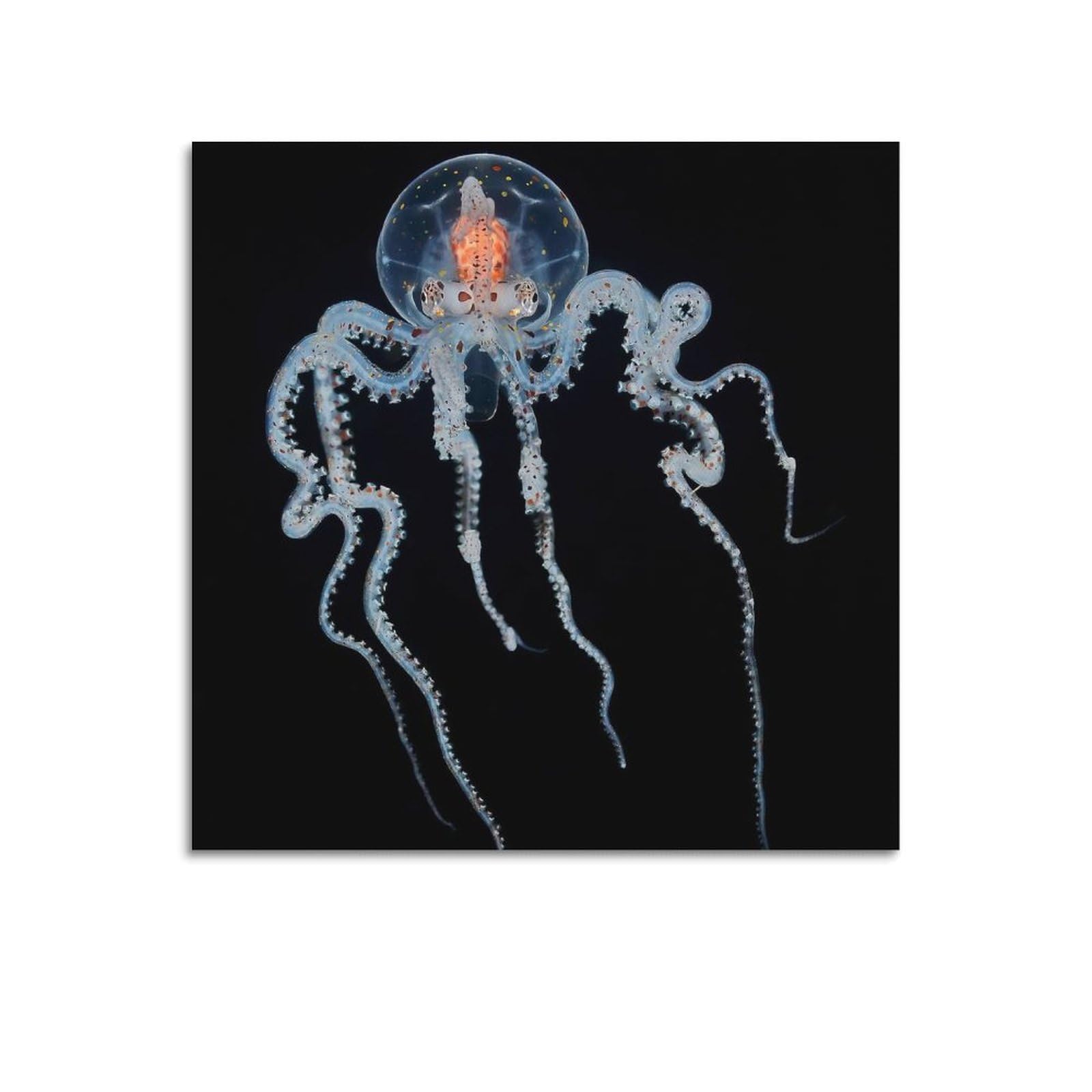 CPGLJD Marine Animal Poster Midnight Jellyfish Glow Poster Decorative Painting Canvas Wall Posters And Art Picture Print Modern Family Bedroom Decor Posters 16x16inch(40x40cm)