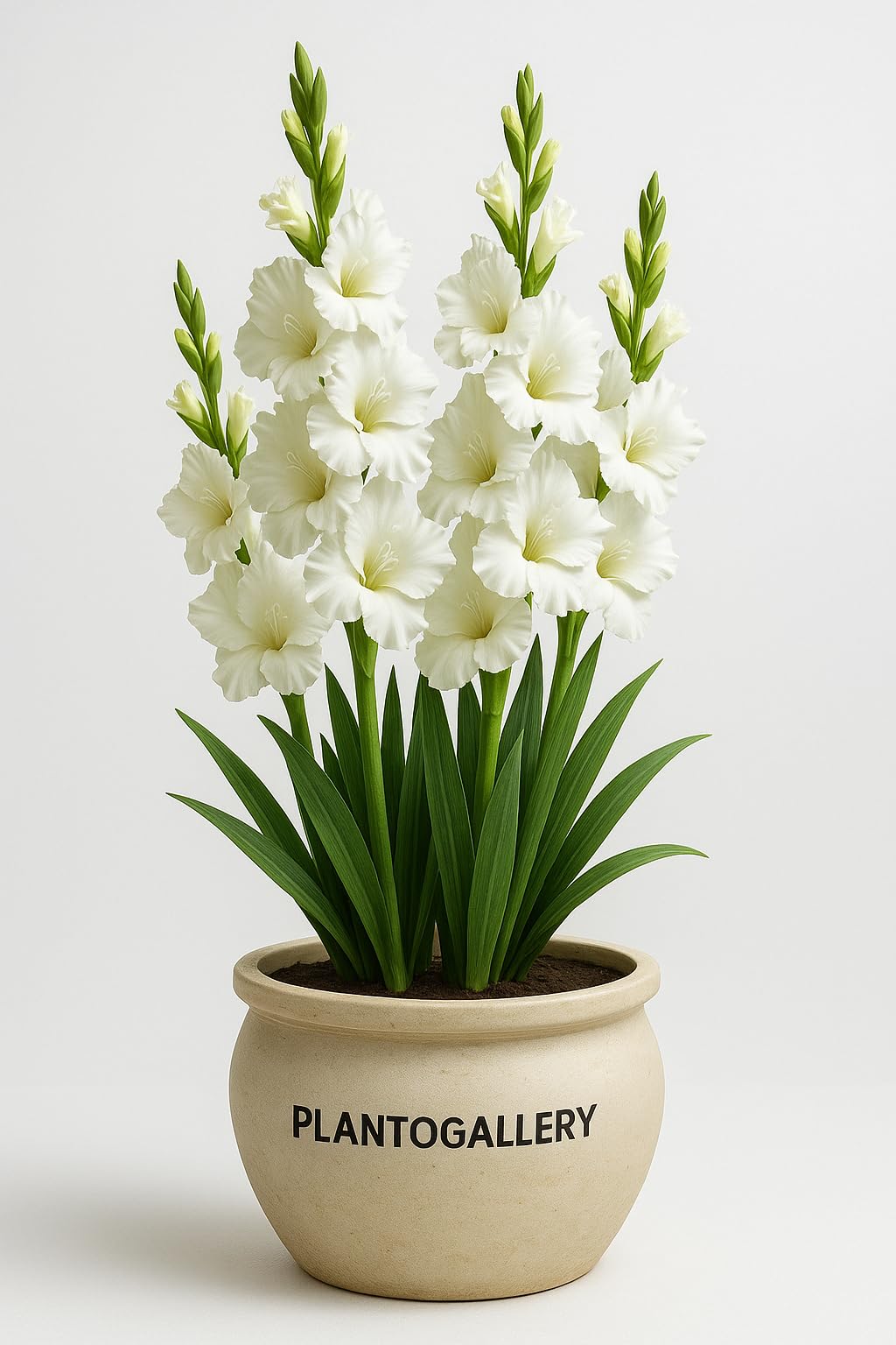 Plantogallery Gladiolus Flower Bulbs (White- Pack Of 3 Bulbs)