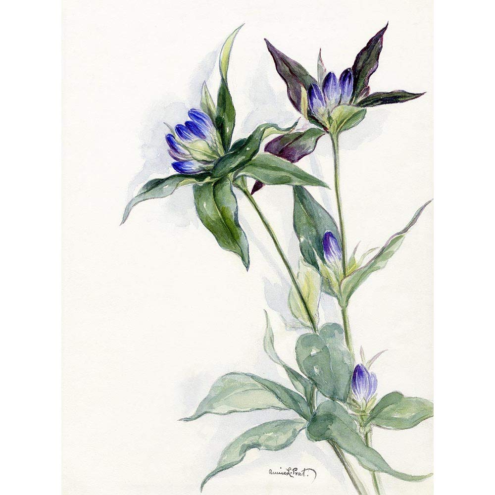 Wee Blue Coo Purple Watercolour Flowers Art Print Poster Wall Decor 12X16 Inch
