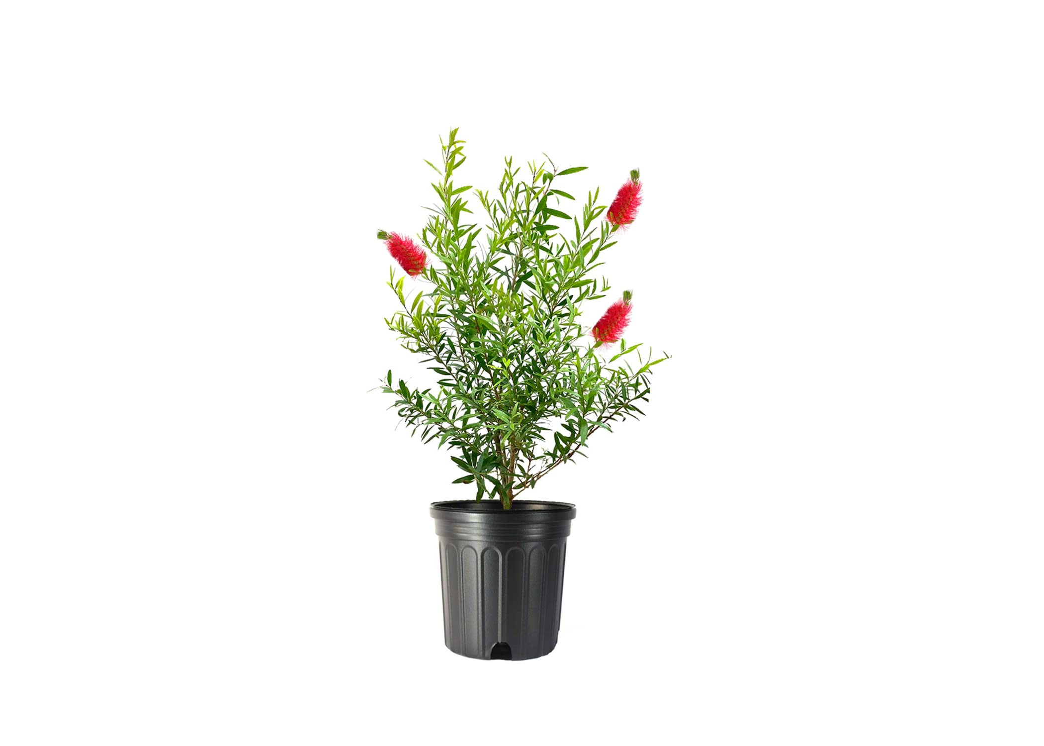 Bottlebrush Tree - 1 Live Gallon Size Plant Callistemon Citrinus Red Cluster
