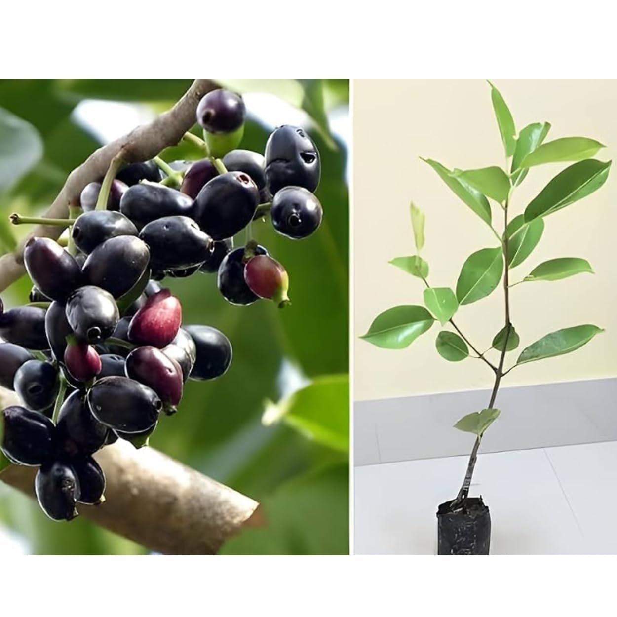 Thai King Black Seedless Jamun Plant - Hybrid Super Yielding Early Fruting Live Tree, Pack of 1 Healthy Plant