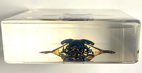 Miniatura 234 de Escarabajo de algodoncillo azul cobalto real de 1.732 in en espécimen de resina de lucita cristalina, insectos, insectos preservados, colección