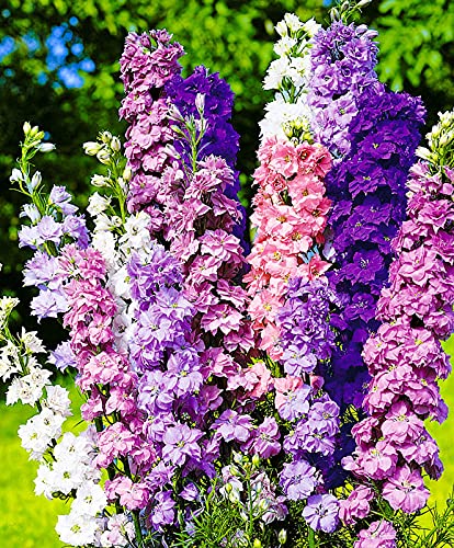 Seedsup - 70+ Giant Larkspur (Delphinium) - Flower Mix #TOP1